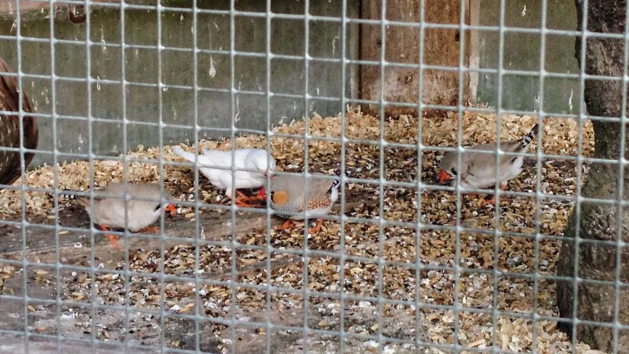 Ferienhof Fenzl Pocking  Eksteriør bilde